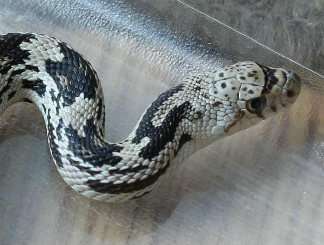 Northern Pine Snake